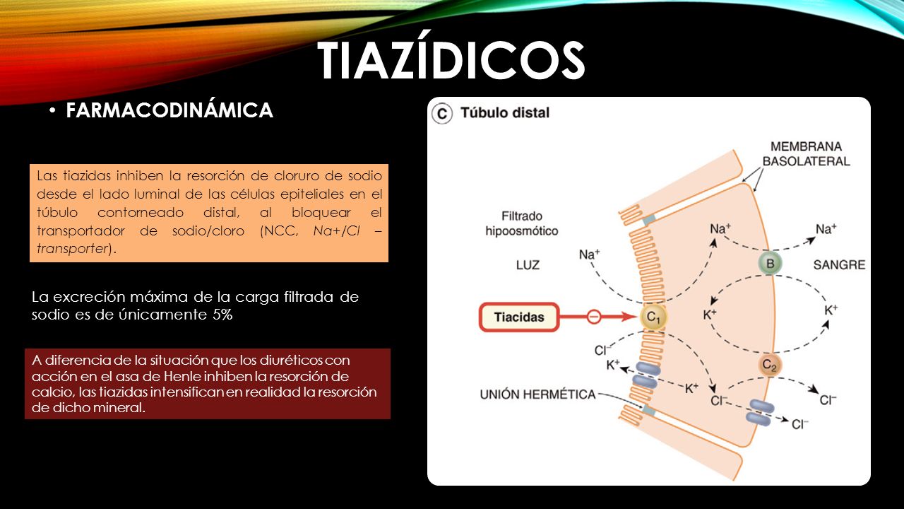 reabsorción de calcio en la diabetes del túbulo proximal reabsorción de calcio en la diabetes del túbulo proximal